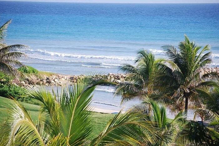 Palm Tree near Jamaica